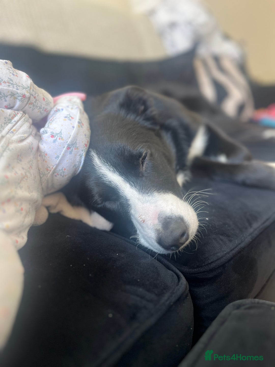 Border Collie dogs for sale: Koby the border collie  - Image 11