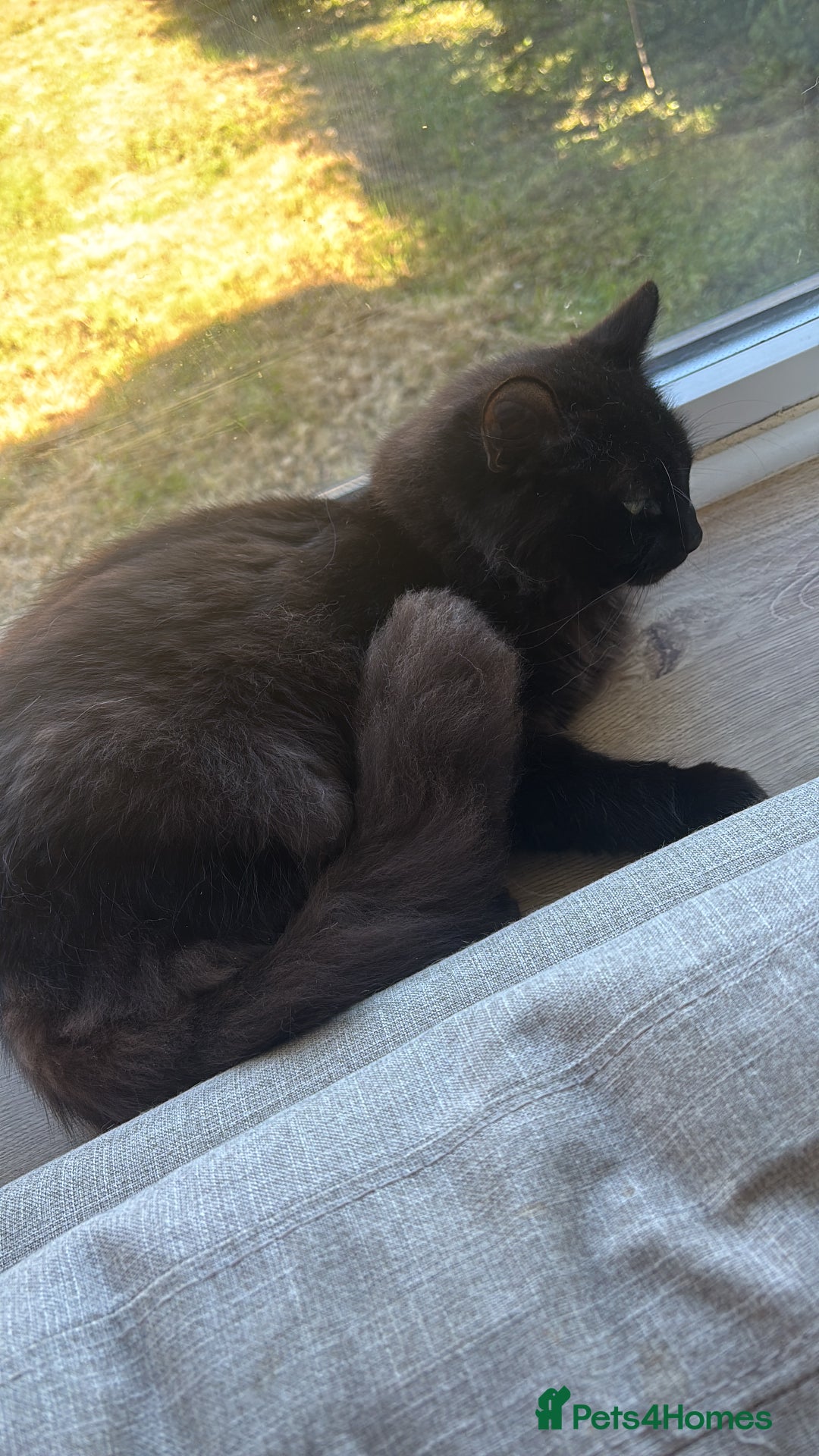 Mixed Breed cats for sale: 5 beautiful kittens looking for their forever home - Image 14