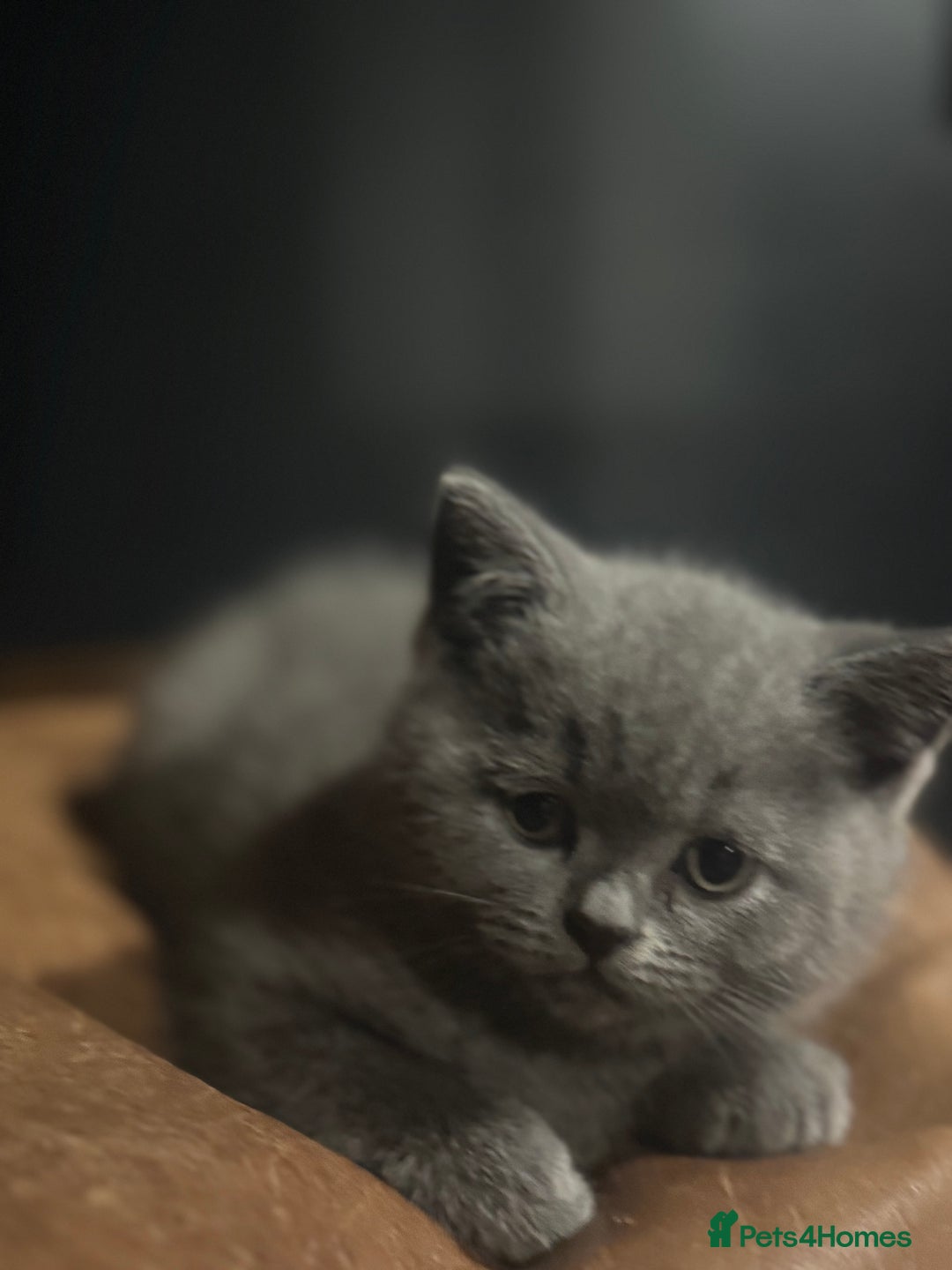 British Shorthair cats for sale: British Shorthair Kittens for sale - Advert 3