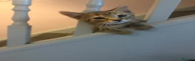 Bengal 3