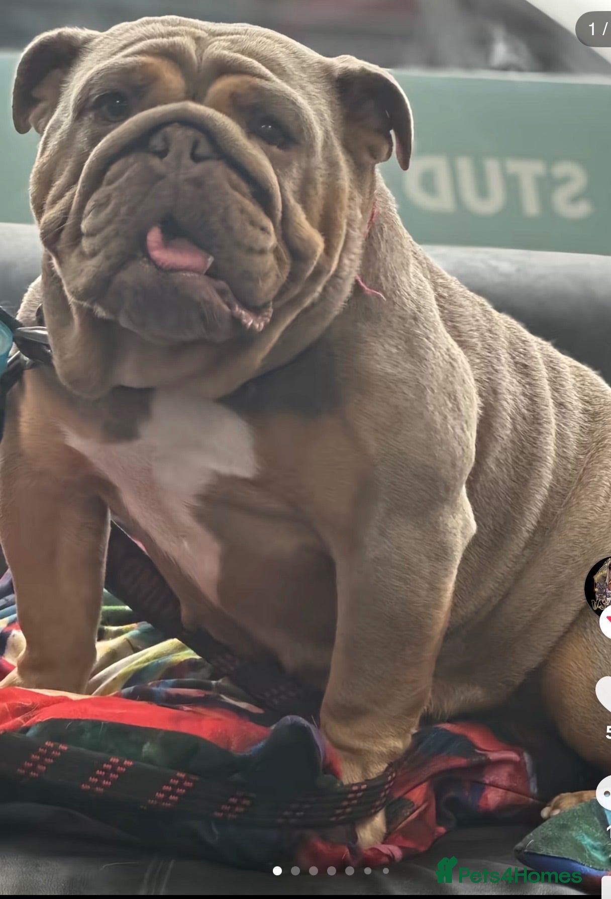 English Bulldog dogs Bailey  - Advert 2
