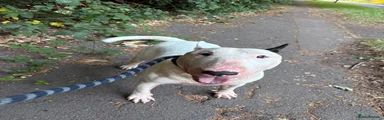 English Bull Terrier 1