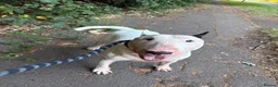 English Bull Terrier dogs for sale: Loving, happy young boy with lots of love to give in Addlestone - Advert 3