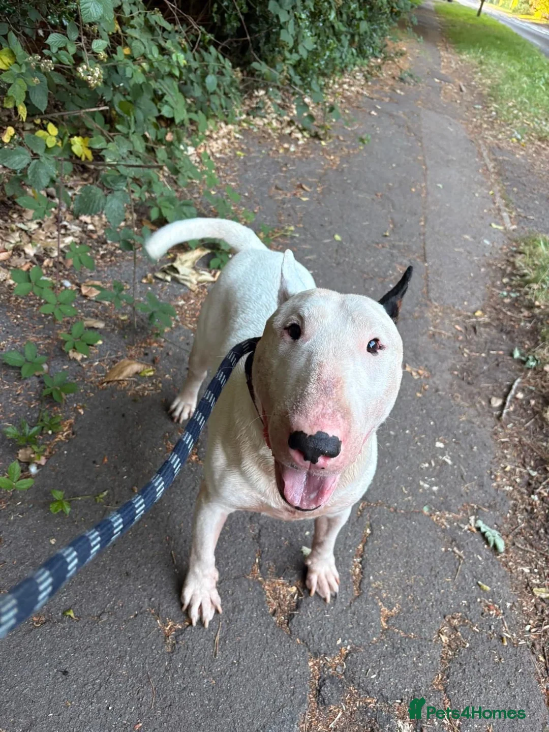 English Bull Terrier dogs for sale: Loving, happy young boy with lots of love to give in Addlestone - Advert 3