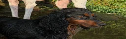 Cockapoo dogs for sale: F1 cockapoo pups  in Stourport-on-Severn - Advert 7