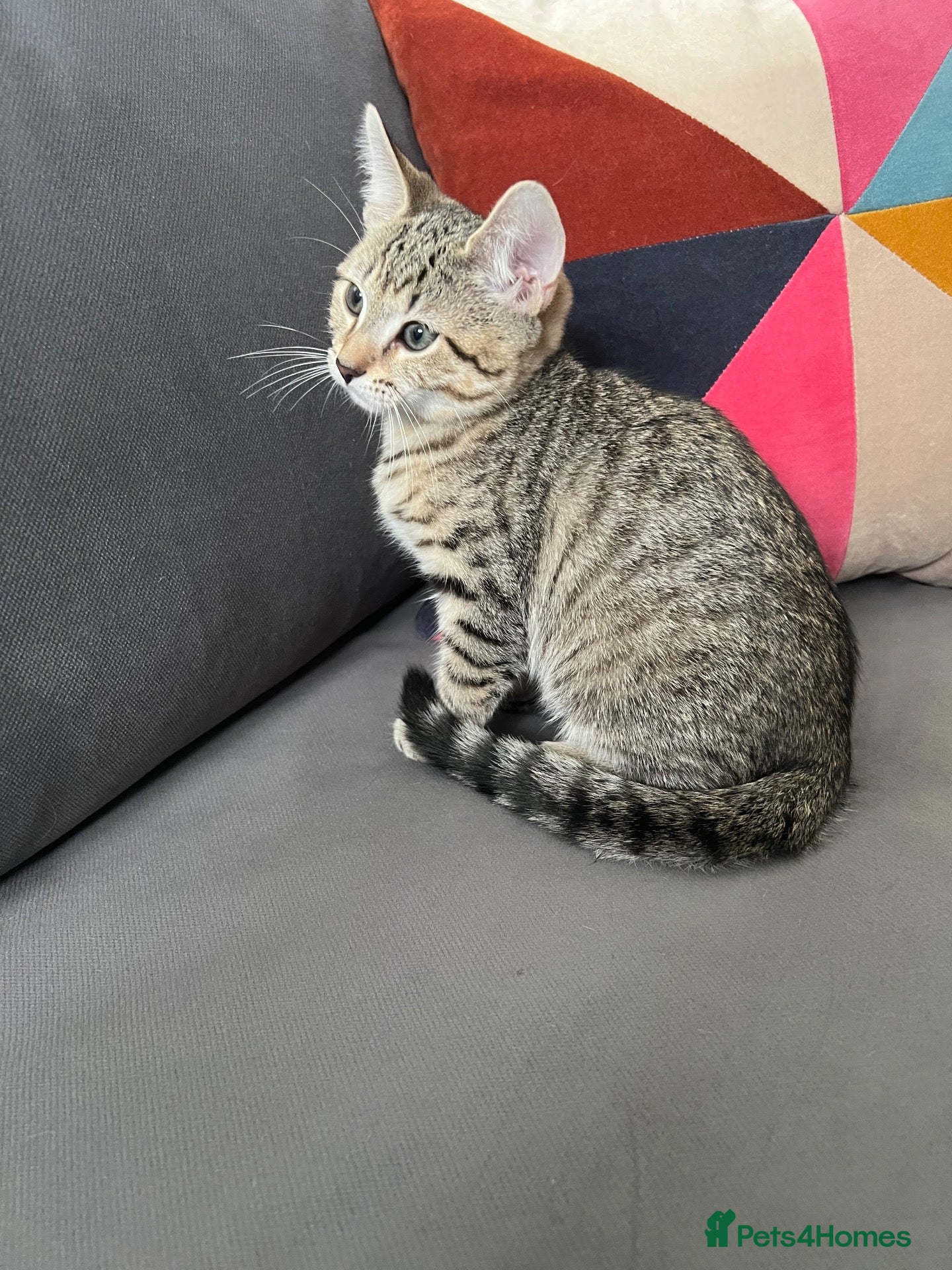 Mixed Breed cats 2 Lovely Tabby Mixed Breed Kittens – 3 Months Old - Advert 2