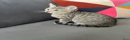 Mixed Breed cats for sale: 2 Lovely Tabby Mixed Breed Kittens – 3 Months Old in London - Advert 4