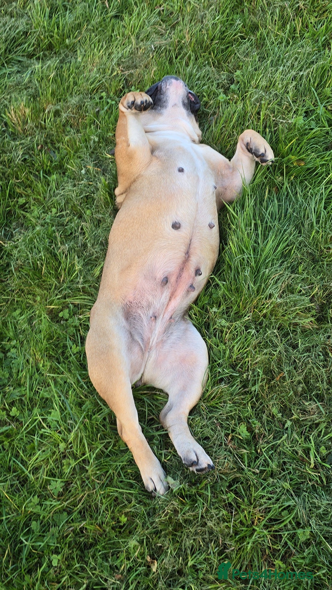 English Bulldog dogs for sale: 7 Year Old Bulldog Bitch-Super friendly 🥰 - Image 4