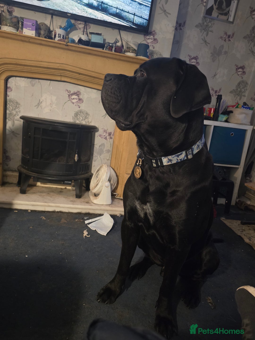 Rottweiler dogs for sale: 2 female rottweiler pups - Advert 13