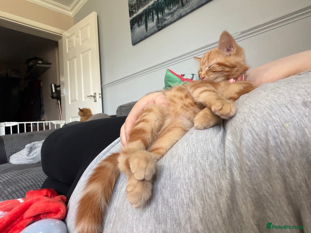 British Shorthair cats for sale: Two Beautiful Kiitens - blue sh & ginger tabby  - Image 8