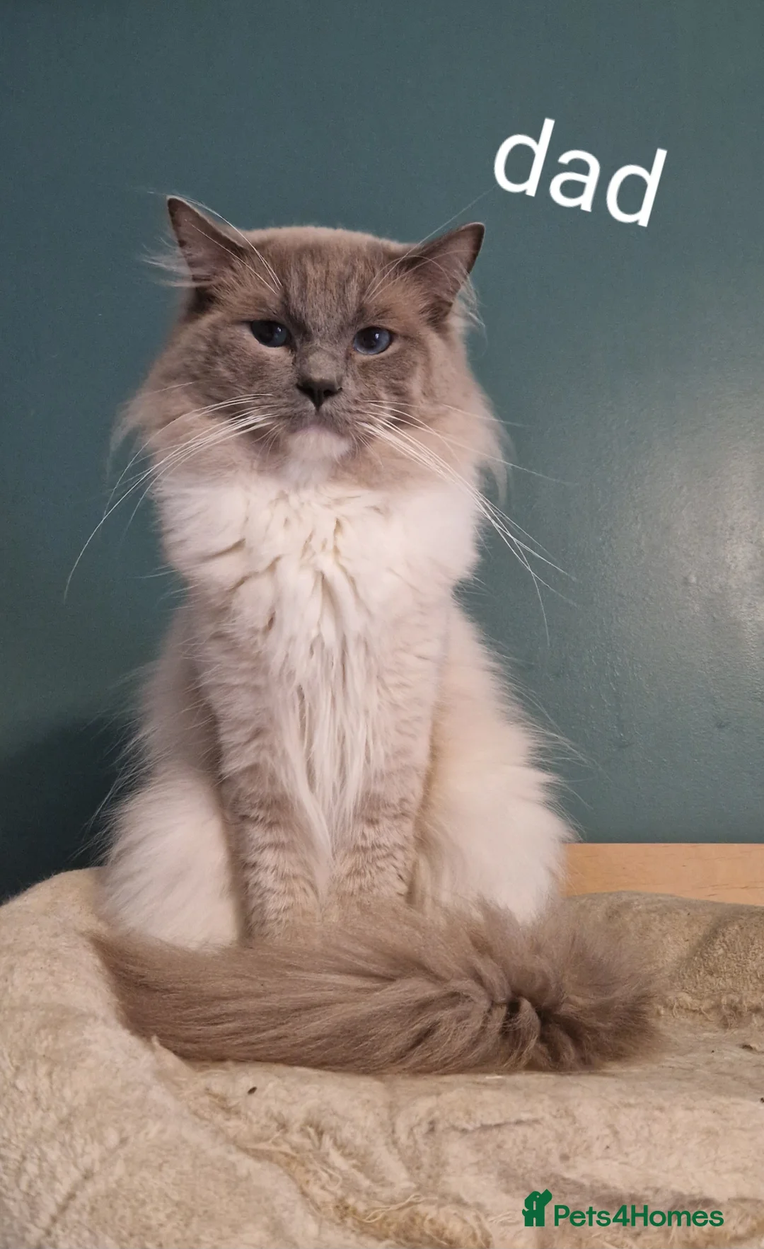 Ragdoll cats for sale: Gccf active reg male ragdoll - Advert 1