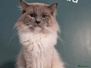 Ragdoll cats Gccf active reg male ragdoll - Advert 6