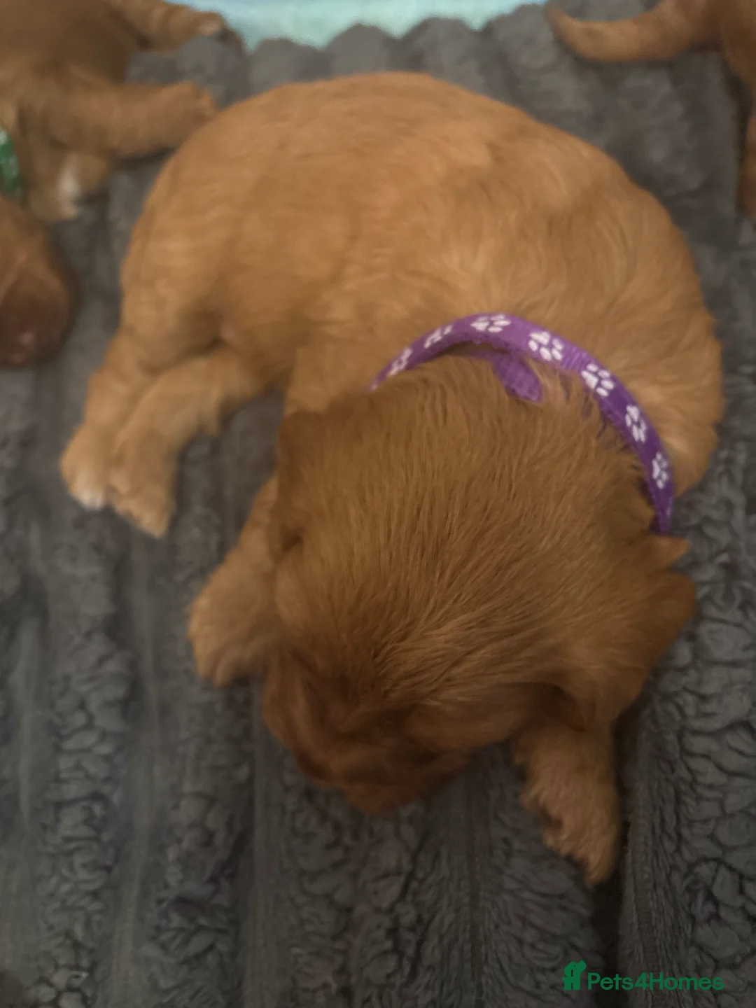 Cockapoo dogs for sale: 8 beautiful cockapoo puppies  - Advert 26