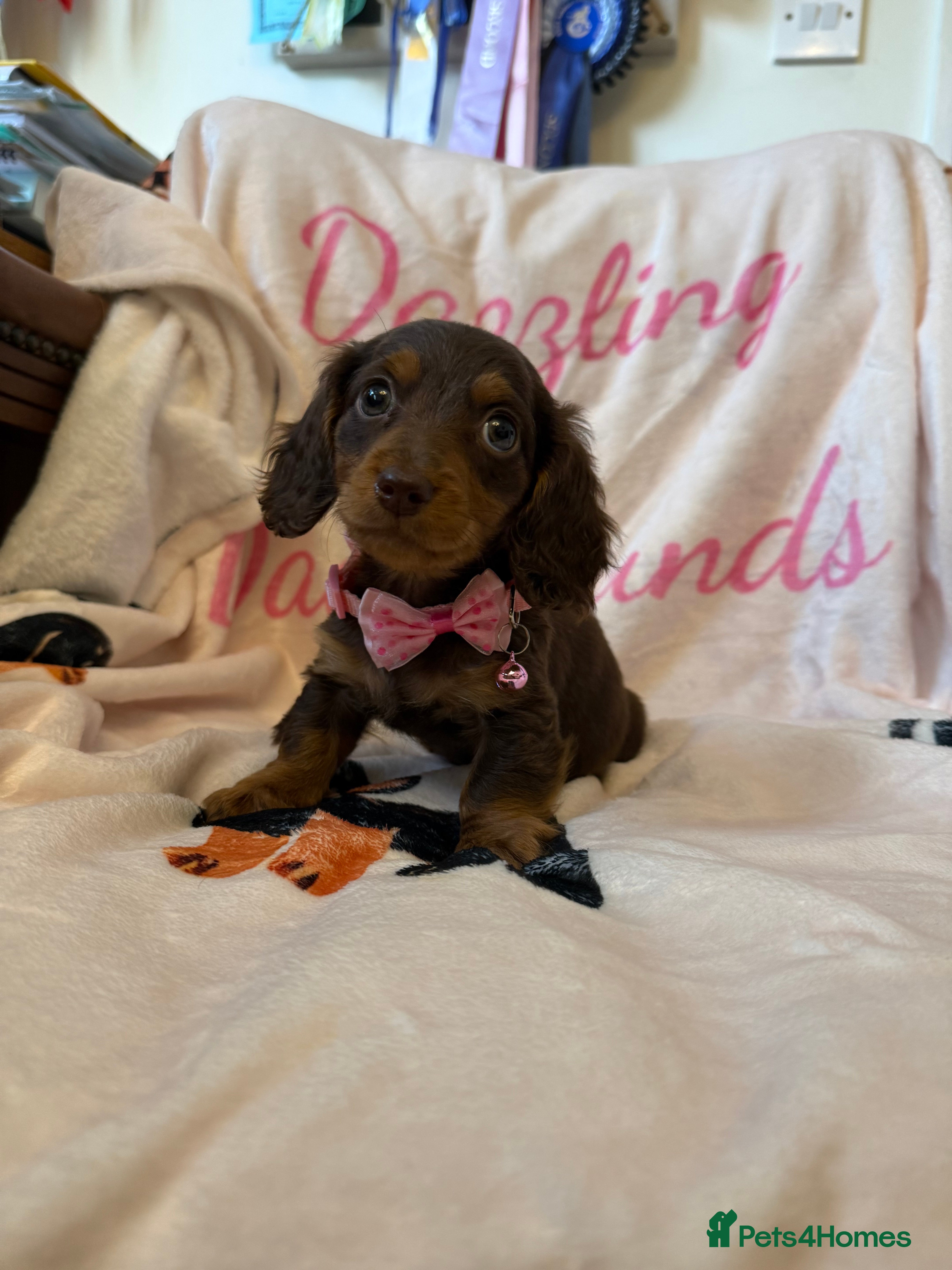 Miniature Dachshund dogs Stunning Longcoats 5 Star Reviews 5 Star Licensed - Advert 7