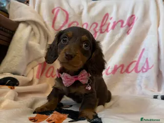 Miniature Dachshund dogs Stunning Longcoats 5 Star Reviews 5 Star Licensed - Advert 7