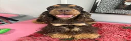 Cocker Spaniel dogs for sale: Looking for new homes - Advert 1