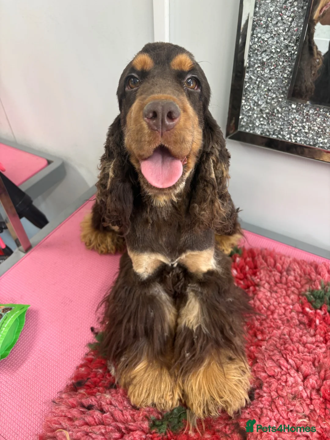 Cocker Spaniel dogs for sale: Looking for new homes - Advert 1