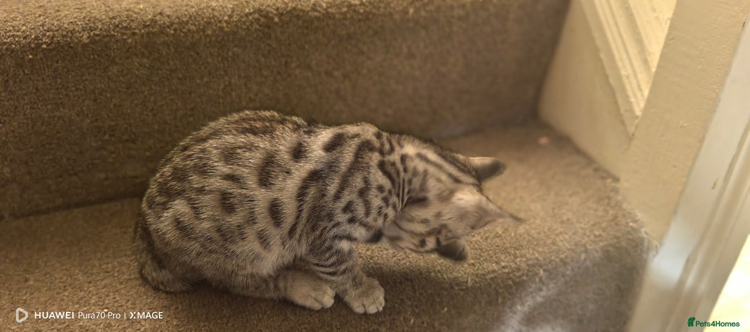 Bengal cats for sale: Sweet Bengal Kittens For Sale  - Image 28