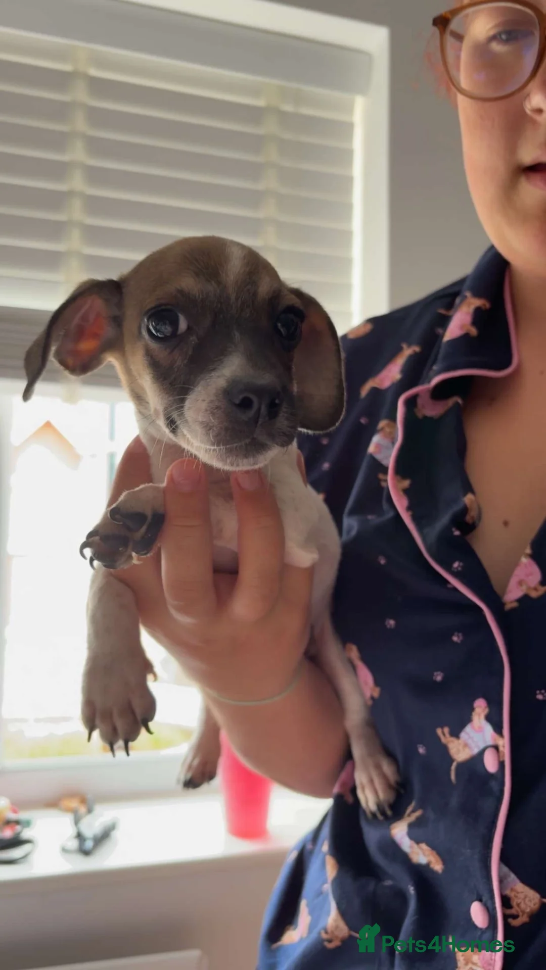 Mixed Breed dogs for sale: Dachshund x - Advert 5