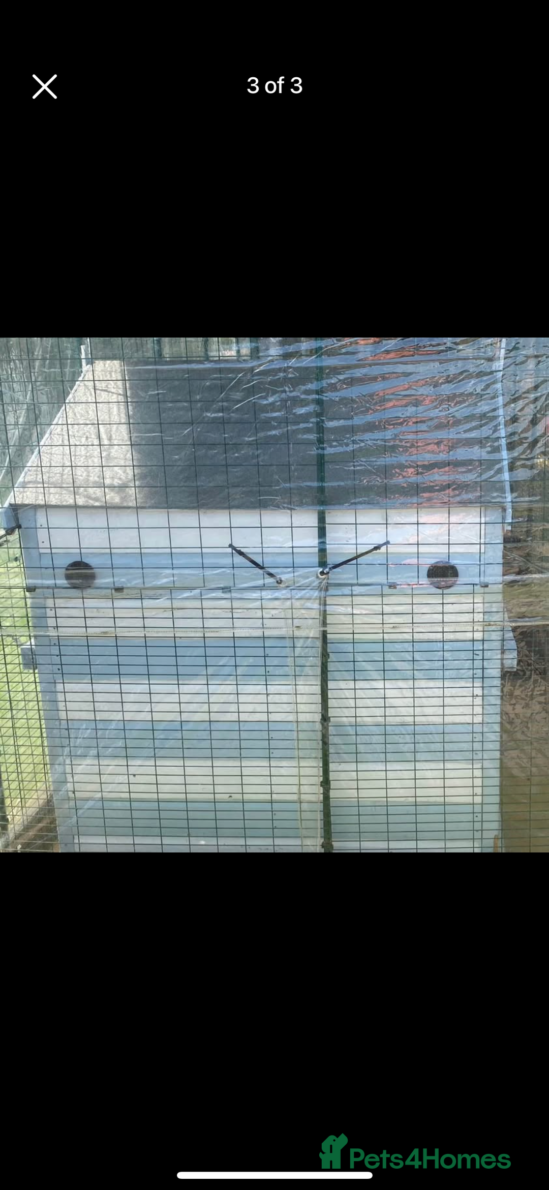 English Lop rabbits for sale: Two mini lop rabbits  - Image 8