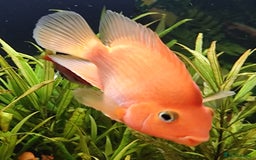 Other/Mixed Breed fish for sale: Orange Parrot Cichlid (Parrot Fish) - Image 3