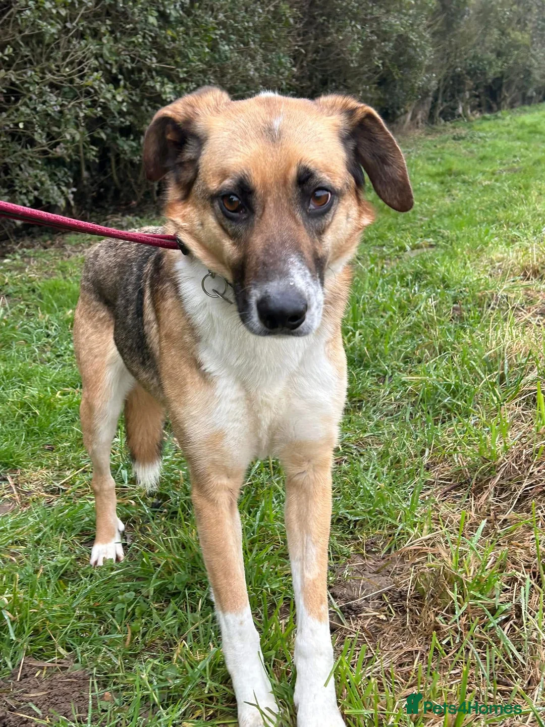 Mixed Breed dogs for adoption: Teddy - Norwich Norfolk  in Norwich - Advert 3