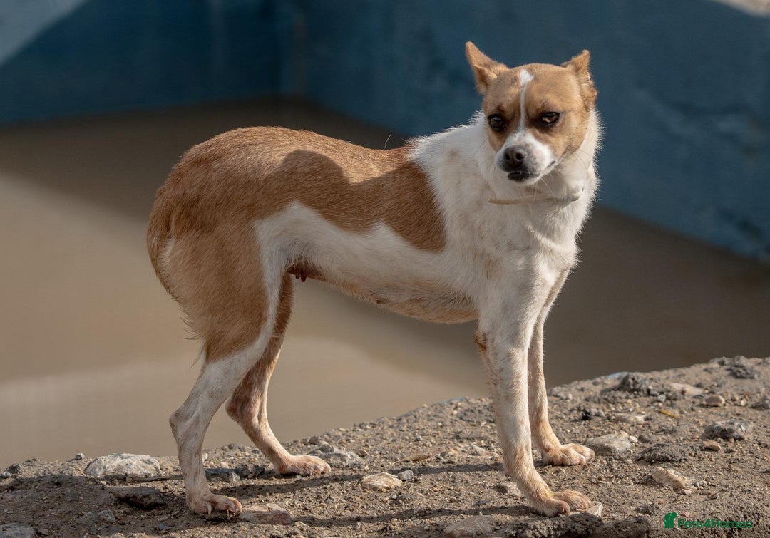 Miniature Pinscher dogs for adoption: Miniature Pinscher girl looking for a family! - Advert 2