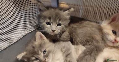 Maine Coon cats in Great Missenden - Advert 13