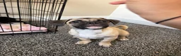 Mixed Breed dogs for sale: Pug X jack russel - Advert 2