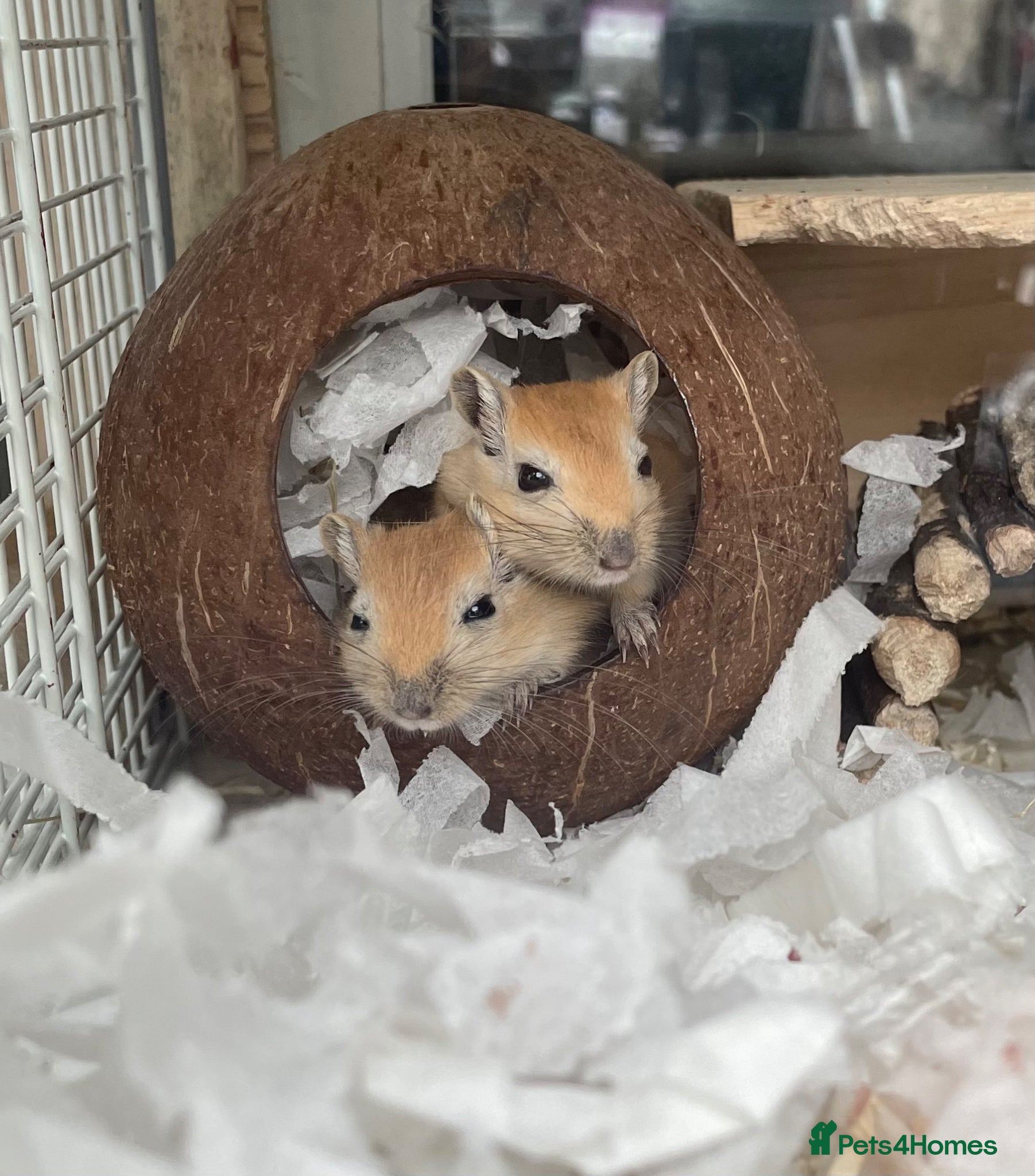 Gerbil rodents Baby Gerbils - Advert 5