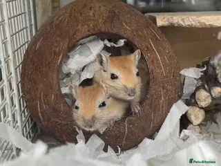 Gerbil rodents Baby Gerbils - Advert 5