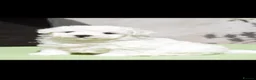 Maltese dogs for sale: Maltese - Advert 9