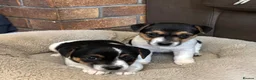 Jack Russell dogs for sale: 2 Jack Russel puppies wanting loving homes. - Advert 6