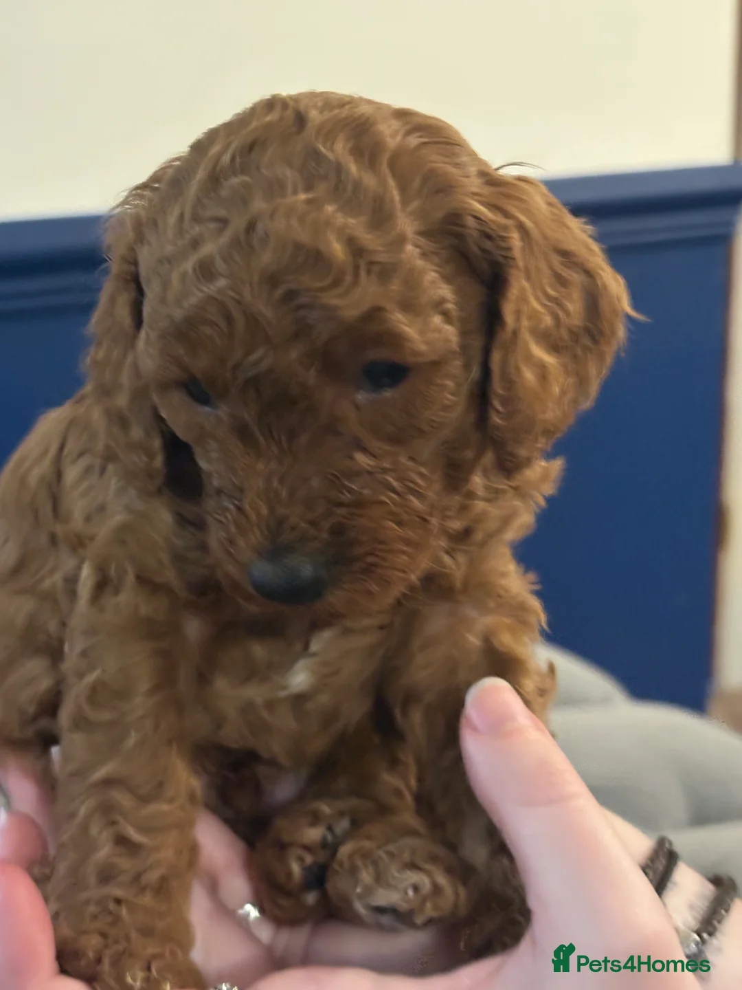 Cockapoo dogs for sale: Red F2b Cockerpoo  - Advert 6