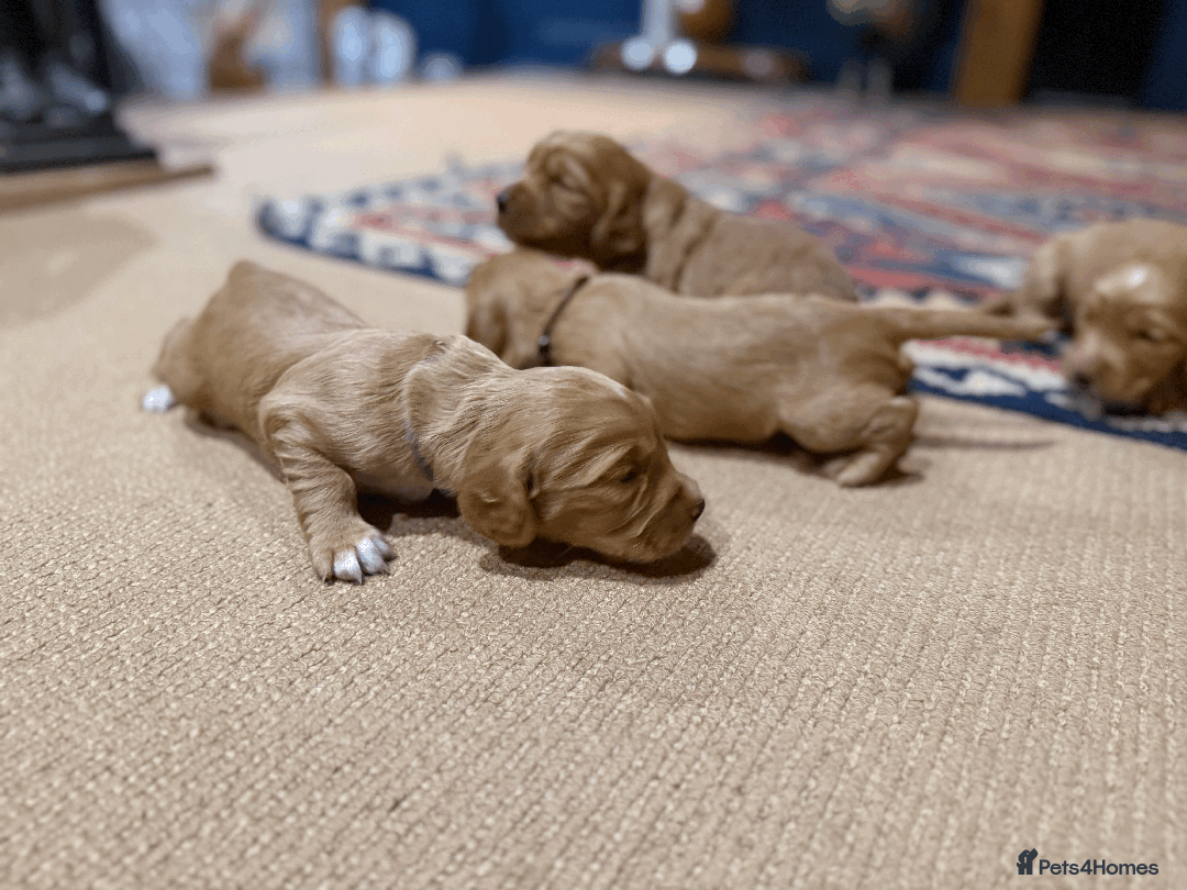 Cocker Spaniel dogs for sale: Lemon Cocker Spaniels ( Four Girls ) - Advert 16