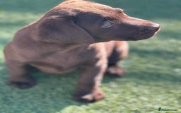 Labrador Retriever dogs for sale: Outstanding fully health tested chocolates  - Image 13