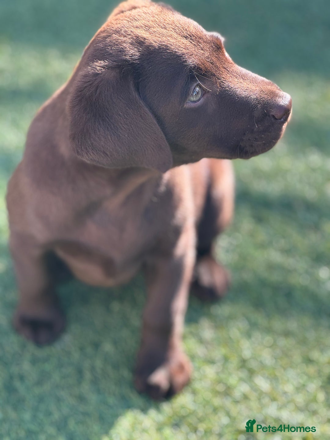 Labrador Retriever dogs for sale: Outstanding fully health tested chocolates  - Image 13