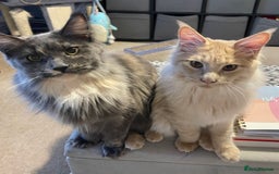 Maine Coon cats for sale: 💖 Maine Coon Kitten Boy Looking for a new home  - Image 12
