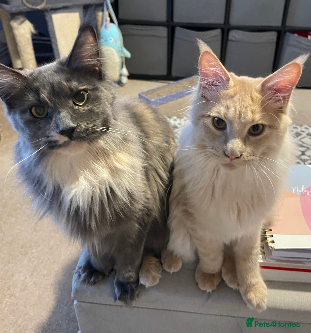 Maine Coon cats for sale: 💖 Maine Coon Kitten Boy Looking for a new home  - Image 12