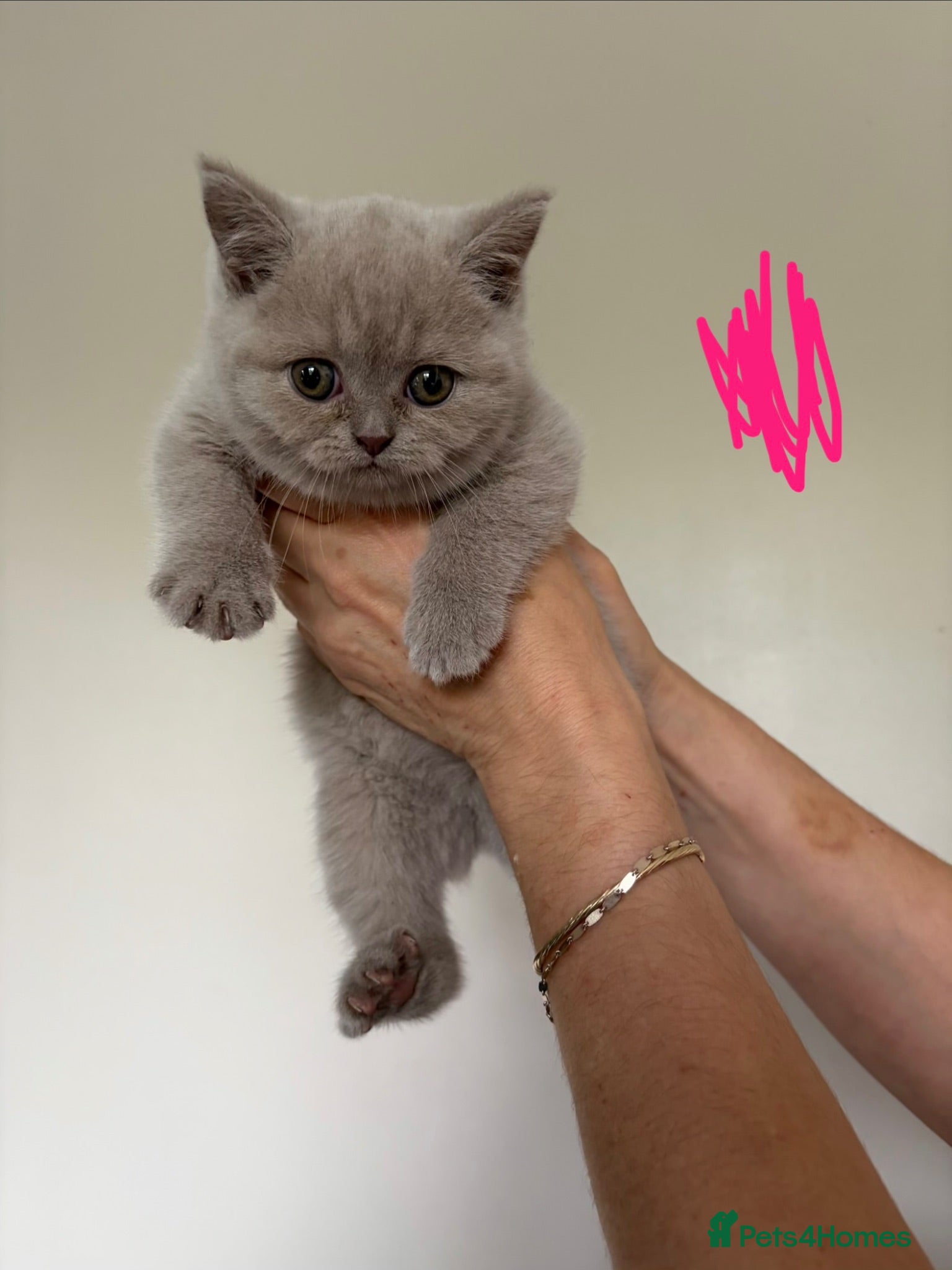 British Shorthair cats Real British Shorthair Kittens  - Advert 18