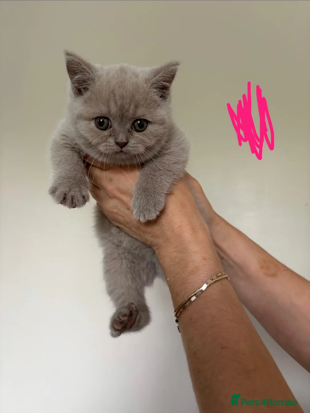 British Shorthair cats for sale: Real British Shorthair Kittens  - Advert 2