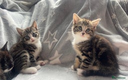 Mixed Breed cats for sale: kittens ready for reservation  - Image 13
