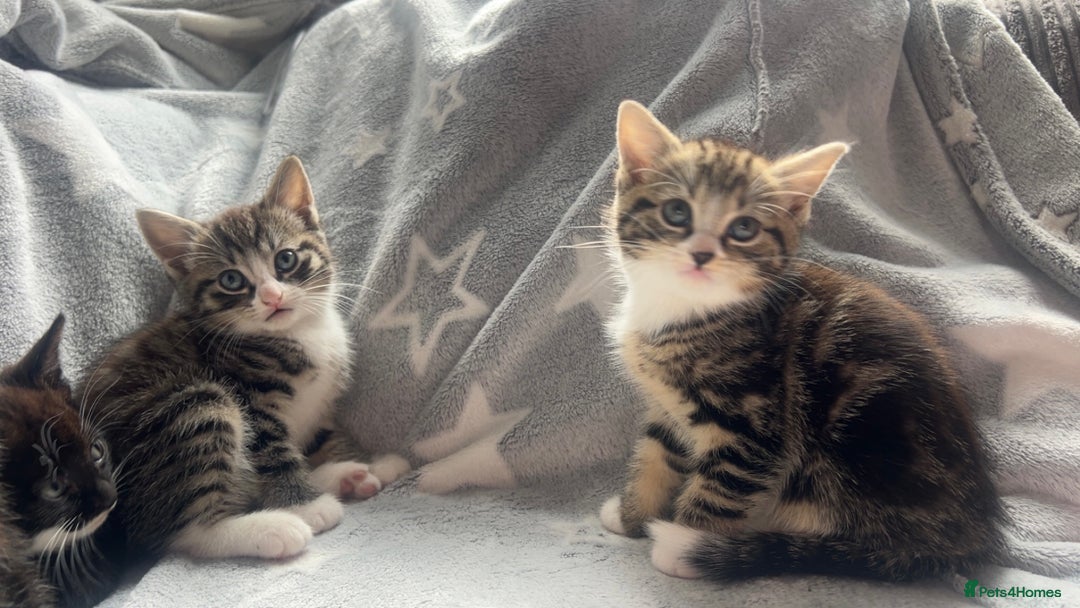 Mixed Breed cats for sale: kittens ready for reservation  - Image 13