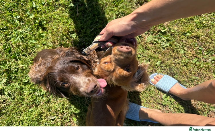 Cocker Spaniel dogs - Advert 2