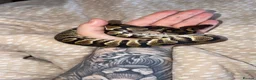 Python Snake reptiles for sale: Stunning Chocolate double het hypo clown  - Advert 1