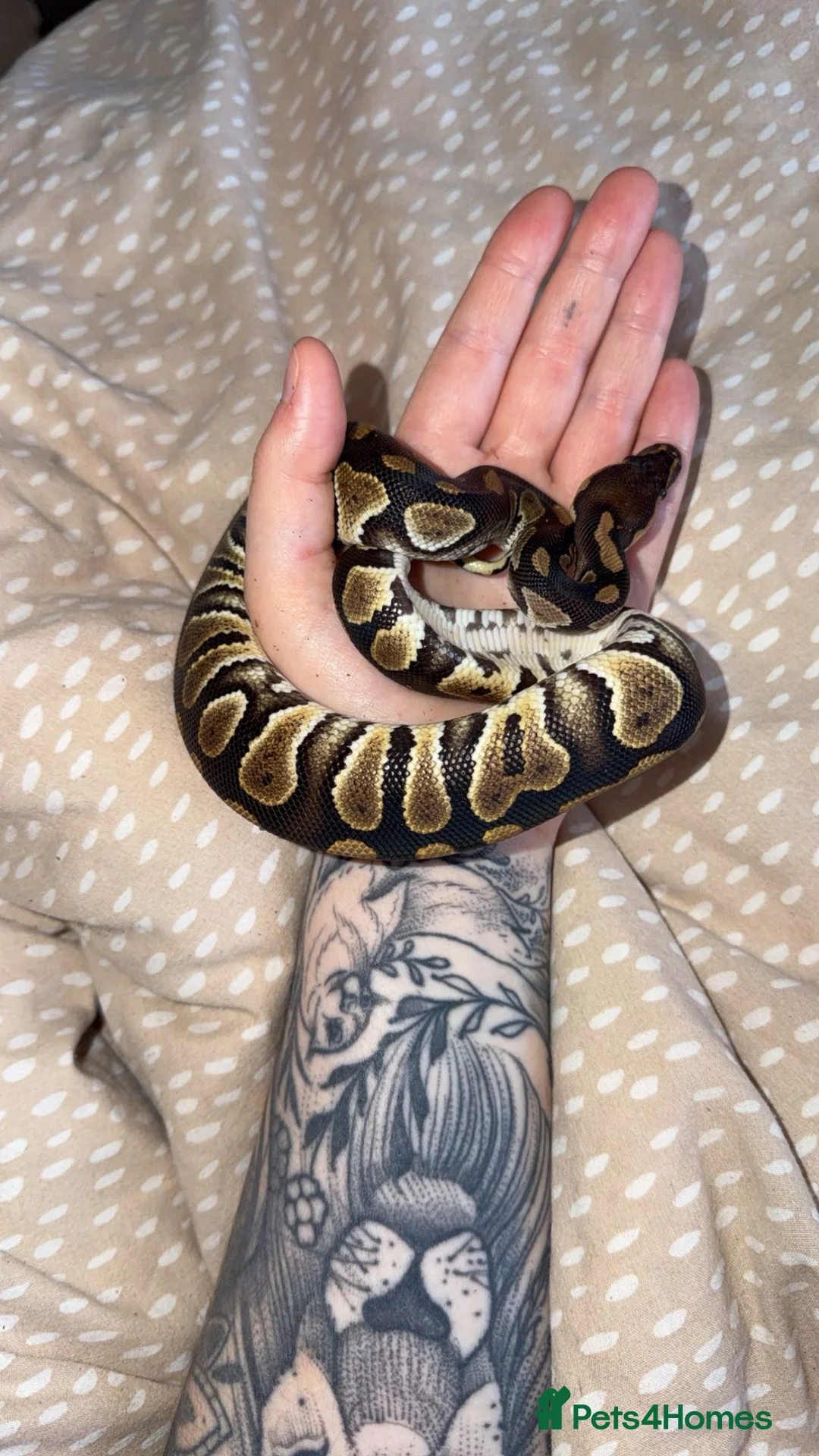 Python Snake reptiles for sale: Stunning Chocolate double het hypo clown  - Advert 1