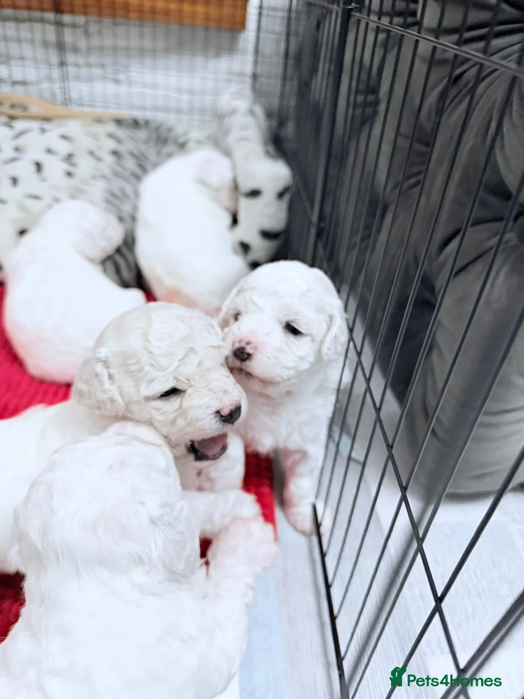 Poochon dogs for sale: Bichon Puppies for Sale  - Advert 2