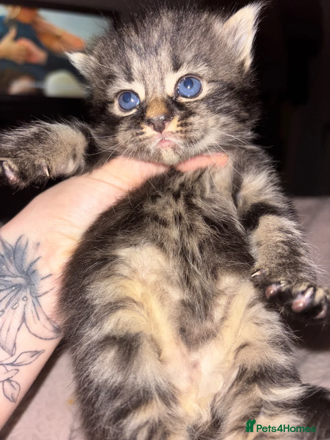 Mixed Breed cats for sale: Beautiful Kittens for sale half grey BSH - Advert 35