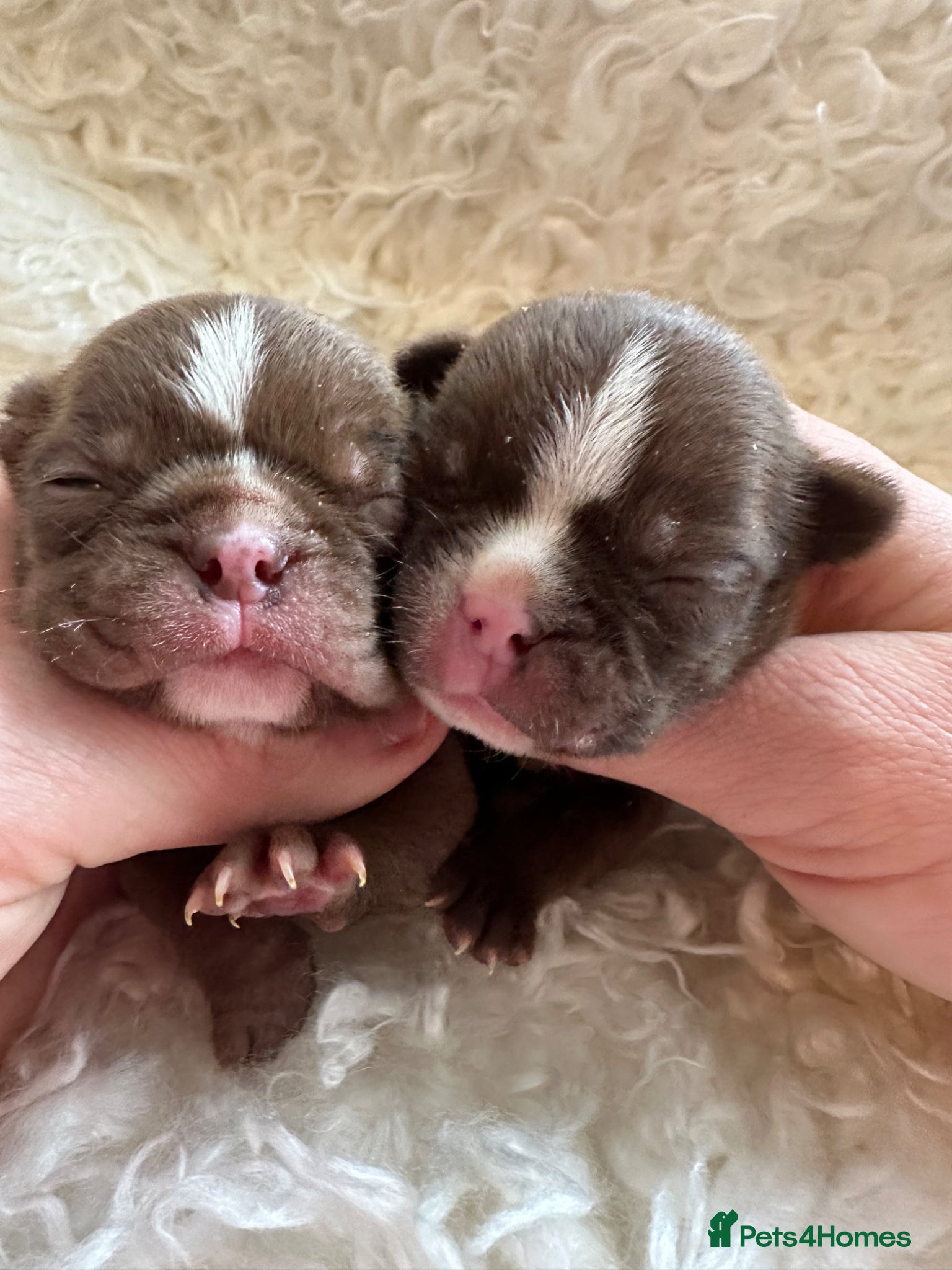 Boston Terrier dogs Boston Terrier pups  - Advert 1