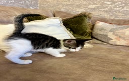 Mixed Breed cats for sale: Super cute and well behaved kittens - Image 15
